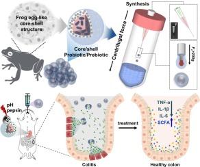 Bioinspired core-shell microparticle for dual-delivery of prebiotic and probiotic for the treatment of ulcerative colitis