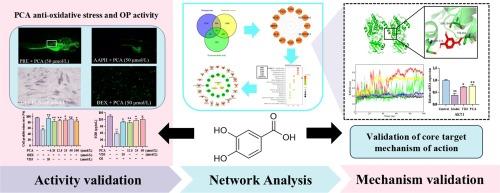 Exploration the mechanism underlying protocatechuic acid in treating osteoporosis by HIF-1 pathway based on network pharmacology, molecular docking, molecular dynamics simulation and experimental verification