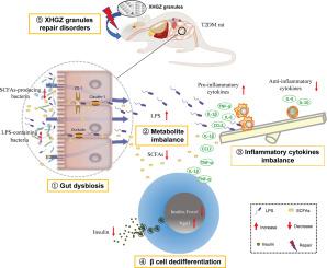 Gut microbiota mediate the alleviation effect of Xiehuo-Guzheng granules on β cell dedifferentiation in type 2 diabetes mellitus