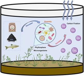 Diversity of carbon cycle-linked phyllosphere microorganisms: A key driver of CO2 flux in macrophyte-dominated aquatic systems