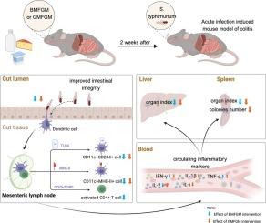 Milk fat globule membrane attenuates acute Salmonella typhimurium infection induced mouse model of colitis and ameliorates intestinal immunity