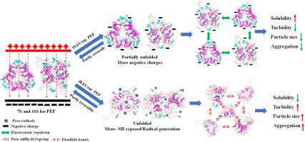 Exploration of the regulatory mechanism of pulsed electric field on the aggregation behavior of soybean protein isolates