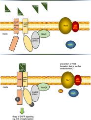 NoxO1 regulates EGFR signaling by its interaction with Erbin