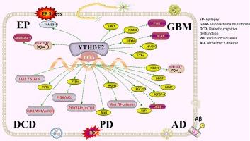 Biological functions of the m6A reader YTHDF2 and its role in central nervous system disorders