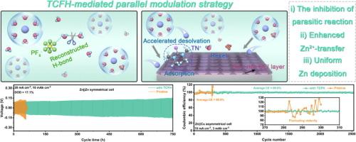 Dual-phase interface engineering via parallel modulation strategy for highly reversible Zn metal batteries