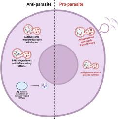 The role of host autophagy in intracellular protozoan parasites diseases