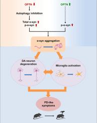 Optineurin regulates motor and learning behaviors by affecting dopaminergic neuron survival in mice