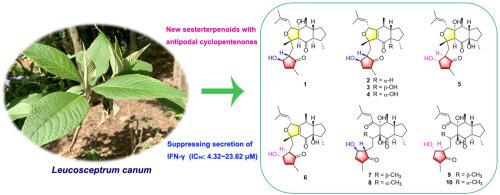 Immunosuppressive leucosceptrane-type sesterterpenoids with antipodal cyclopentenones isolated from Leucosceptrum canum