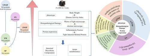 Synergistic effects of probiotics with soy protein alleviate ulcerative colitis by repairing the intestinal barrier and regulating intestinal flora