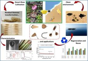 Exploring the potential of Desert Rose fibers (Adenium obesum) for the remediation of oil-contaminated sites