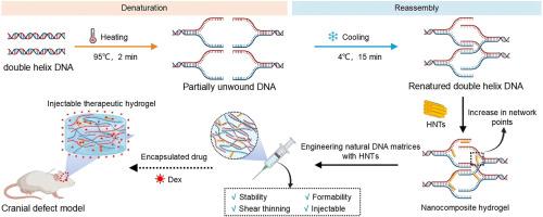 Engineering natural DNA matrices with halloysite nanotubes to fabricate injectable therapeutic hydrogels for bone regeneration