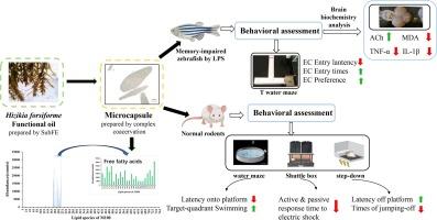 The memory-improving effect of Hizikia forsiforme functional oil microcapsule (HFFOM) prepared by subcritical extraction and complex coacervational embedding