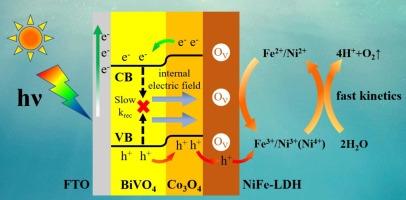 Functional coupling hole transport and extraction units over BiVO4 for efficient solar-to-hydrogen conversion