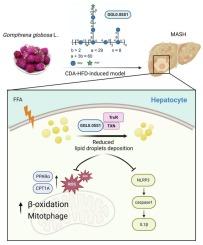 Structural elucidation of an active arabinoglucan from Gomphrena globosa and its protection effect and mechanism against metabolic dysfunction-associated steatohepatitis