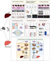 Quercetin inhibits mitophagy-mediated apoptosis and inflammatory response by targeting the PPARγ/PGC-1α/NF-κB axis to improve acute liver failure