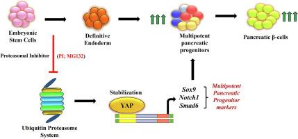 Inhibition of proteasome activity facilitates definitive endodermal specification of pluripotent stem cells by influencing YAP signalling