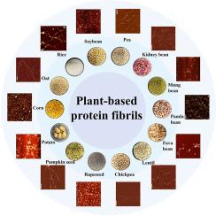 Recent progress of plant protein-based amyloid-like nanofibrils