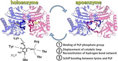 Incorporation of pyridoxal-5′-phosphate into the apoenzyme: A structural study of D-amino acid transaminase from Haliscomenobacter hydrossis