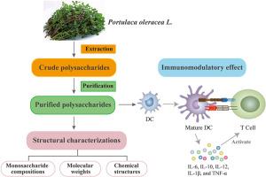 Exploring the therapeutic potential of polysaccharide from Portulaca oleracea L.: A review of phytochemistry and immunomodulatory effect