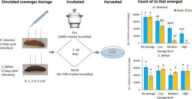 Damage to the host cadaver, simulating the effects of scavenging, differentially affects fitness of entomopathogenic nematode species