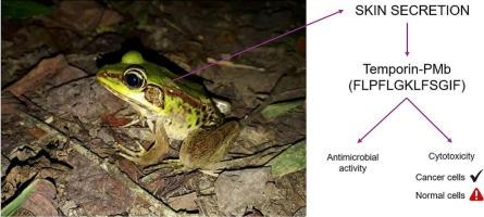 A new temporin with antibacterial activity and cytotoxicity from the skin secretion of Lithobates palmipes (Spix, 1824) (Amphibia: Ranidae) from Brazilian Atlantic Forest