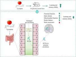 Lycopene attenuates D-galactose-induced memory and behavioral deficits by mediating microbiota-SCFAs-gut-brain axis balance in female CD-1 mice