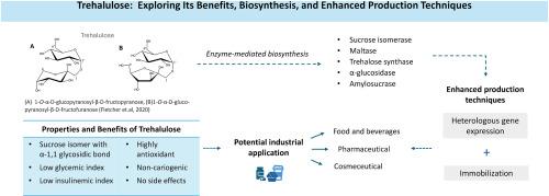 Trehalulose: Exploring its benefits, biosynthesis, and enhanced production techniques