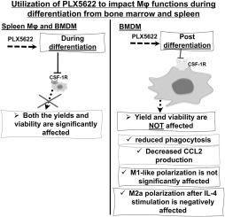 Polarized macrophage functions are affected differentially after CSF-1R inhibition with PLX5622