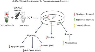 Study on the role of RPL23 gene in active immunity of termite Reticulitermes chinensis against Metarhizium anisopliae