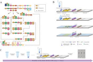 Rapid detection of human adenovirus by multiple cross displacement amplification combined with nanoparticle-based biosensor platform