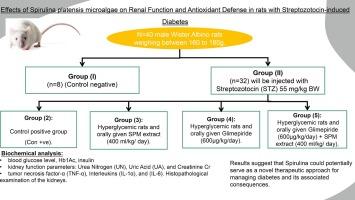 Effects of Spirulina platensis microalgae on renal function and antioxidant defence in rats with streptozotocin-induced diabetes