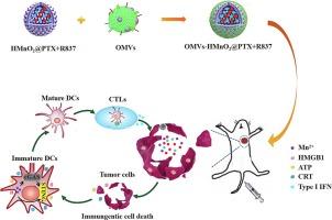 Dual-drug loaded manganese dioxide nanoparticles coated with bacterial outer-membrane vesicles for chemo-immunotherapy in lung cancer