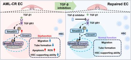 Inhibition of TGF-β signaling in bone marrow endothelial cells promotes hematopoietic recovery in acute myeloid leukemia patients