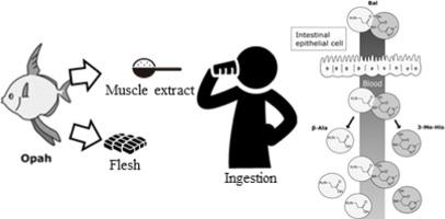 Absorption of food-derived balenine and its constituent amino acids in human plasma after ingestion of opah muscle and muscle extract in water