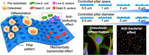 Poly(ethylene glycol) dimethacrylate (PEGDMA) multi-functional pillar-patterned surface for osteogenic differentiation of pre-osteoblast and anti-bacterial effects to Escherichia coli and Staphylococcus aureus