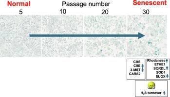 Increased hydrogen sulfide turnover serves a cytoprotective role during the development of replicative senescence