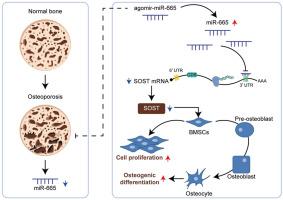 The miR-665/SOST Axis Regulates the Phenotypes of Bone Marrow Mesenchymal Stem Cells and Osteoporotic Symptoms in Female Mice