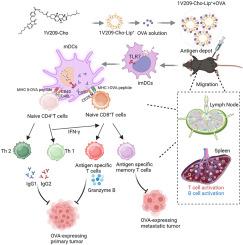 Simultaneous enhancement of cellular and humoral immunity by the lymph node-targeted cholesterolized TLR7 agonist liposomes