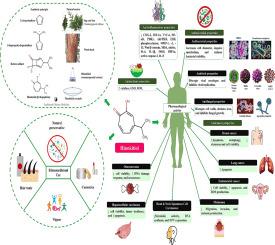 Mechanistic insights and therapeutic applications of Hinokitiol in Inflammation, Antimicrobial therapy, and Cancer