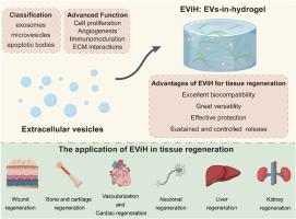 Extracellular Vesicles-in-Hydrogel (EViH) targeting pathophysiology for tissue repair