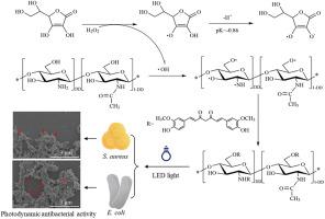 Chitosan-curcumin conjugate prepared by one-step free radical grafting: Characterization, and functional evaluation