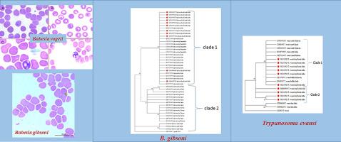 Haemoprotozoan and haemorickettsial carrier status in pet and community owned dogs of south India