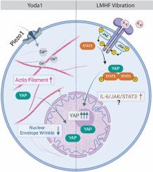 Mechanotransduction pathways regulating YAP nuclear translocation under Yoda1 and vibration in osteocytes