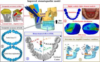 Improved stomatognathic model for highly realistic finite element analysis of temporomandibular joint biomechanics