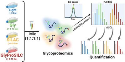 4-plex quantitative glycoproteomics using glycan/protein-stable isotope labeling in cell culture