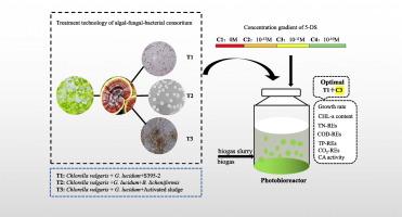 The effects of influent 5-Deoxystrigol concentrations on integral biogas upgrading and nutrient removal by different algal-fungal-bacterial consortium