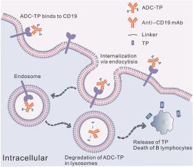 A rationally designed CD19 monoclonal antibody-triptolide conjugate for the treatment of systemic lupus erythematosus