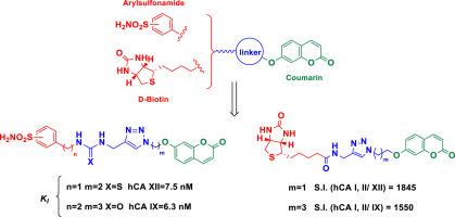 Synthesis and investigation of selective human carbonic anhydrase IX, XII inhibitors using coumarins bearing a sulfonamide or biotin moiety