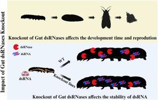 Identification and functional analysis of gut dsRNases in the beet armyworm Spodoptera exigua