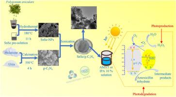 Synthesis of tin selenide nanoparticles using Polygonum avicular extract decorated on graphitic carbon nitride for enhancing photodegradation of amoxicillin trihydrate and photoproduction of hydrogen peroxide